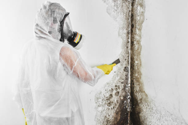 Best DIY Mold Remediation Support Services in Wrens, GA