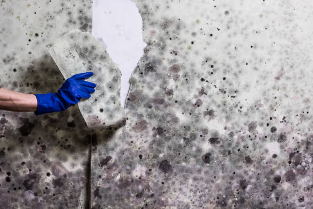 Best Post-Flood Mold Remediation in Wrens, GA
