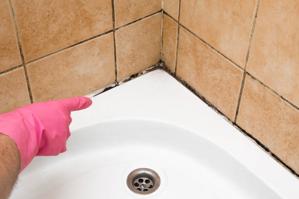 Best White Mold Remediation in Wrens, GA